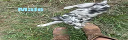 Australian Shepherd dogs for sale: Australian Shepherd 5 - Ad 1