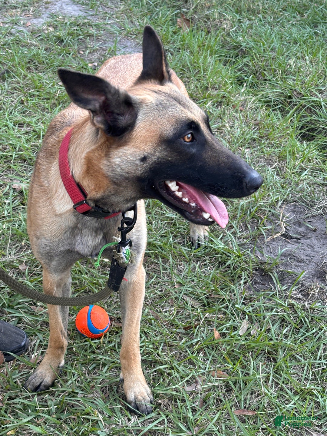 Belgian Malinois dogs for sale: Fire 1.5 year old - belgian malinois - Ad 3