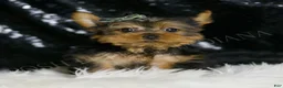 Yorkshire Terrier dogs for sale: Taco - Ad 4