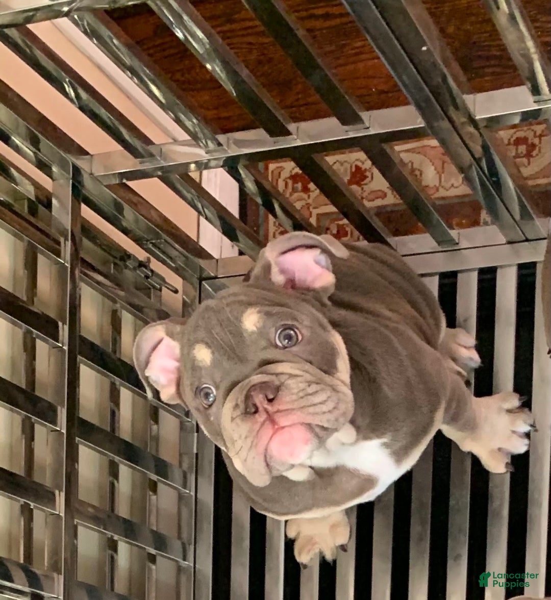 English Bulldog dogs for sale: Princess - Ad 2