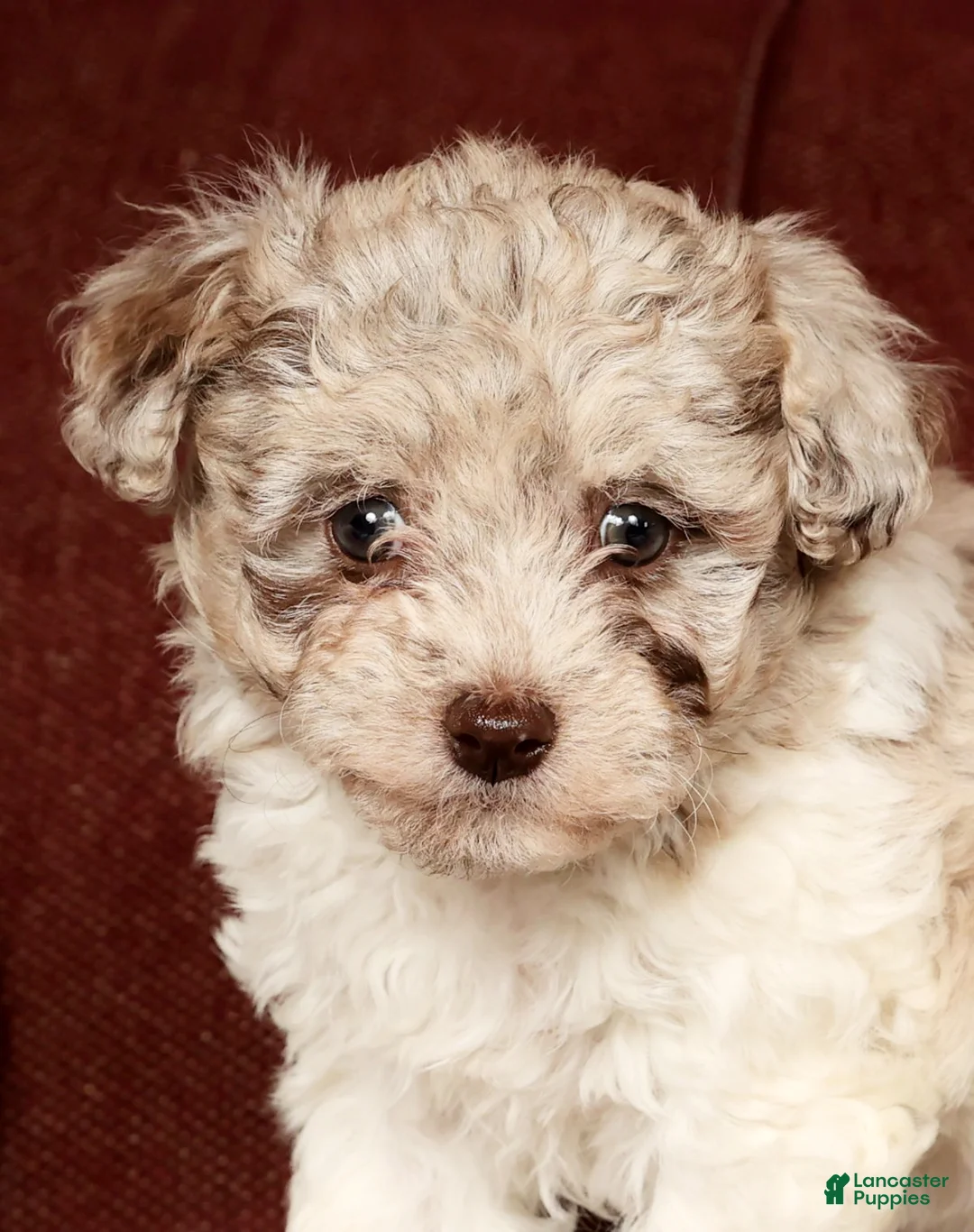 Havapoo dogs for sale: Bella - Ad 9