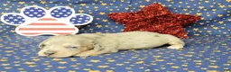 Miniature Dachshund dogs for sale: AKC Lexi Dapple female - Ad 4