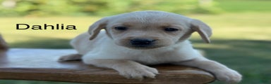Dahlia