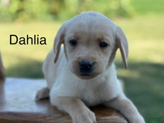 Labrador Retriever dogs - Ad 40