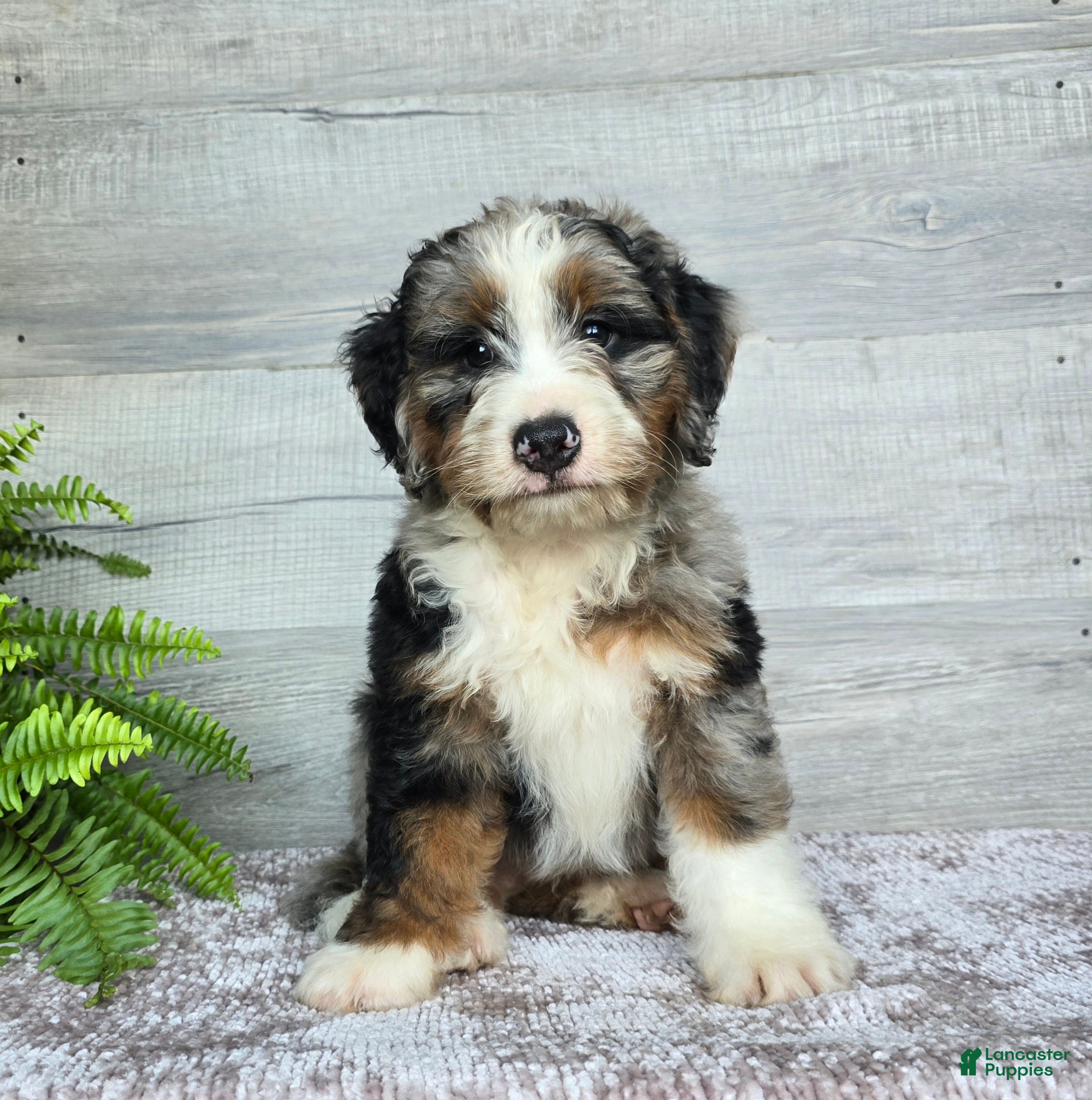 Mini Bernedoodle dogs Mini Tank - Ad 2