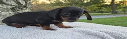 Miniature Dachshund dogs for sale: Remy  - Ad 23