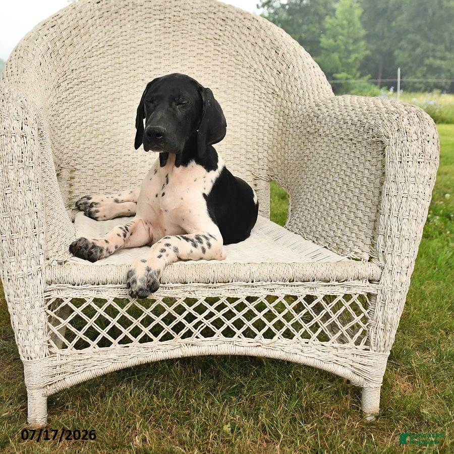 German Shorthaired Pointer dogs Rover  - Ad 2