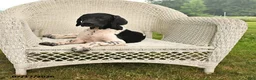 German Shorthaired Pointer dogs for sale: Rover  - Ad 2