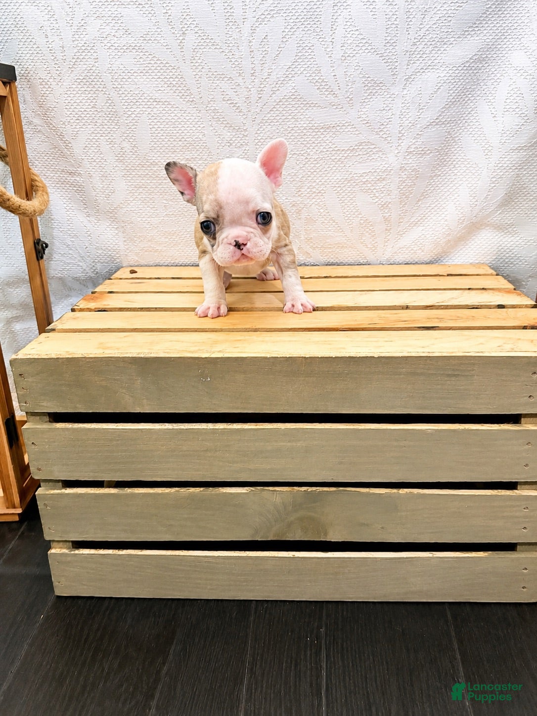 French Bulldog dogs Nina - Ad 2