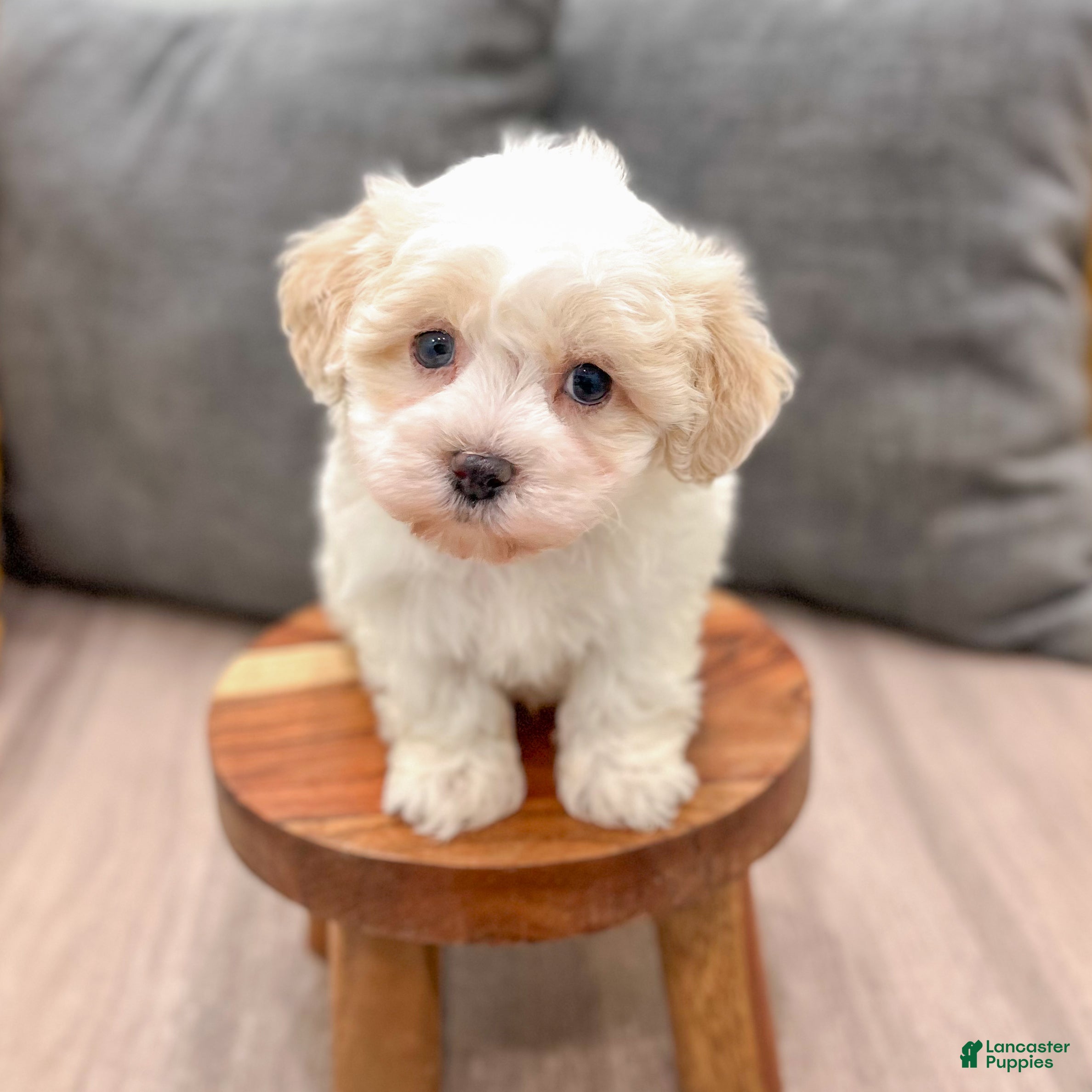 Havanese dogs Ranger - Ad 1