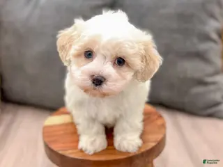 Havanese dogs for sale: Ranger - Ad 2