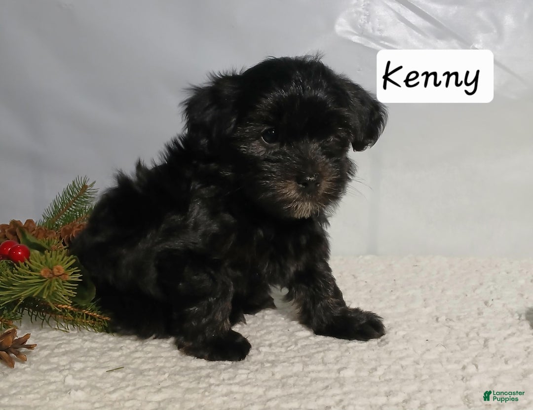Yorkiepoo dogs for sale: Kenny - Ad 4