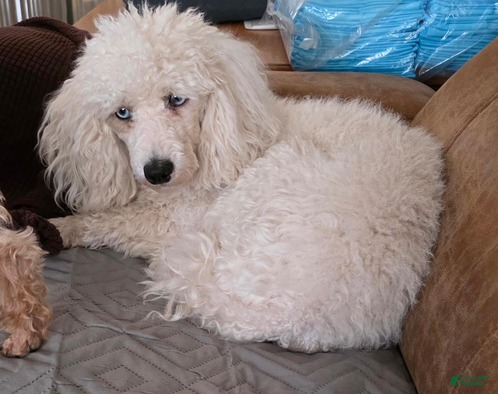 Miniature Poodle dogs for sale: Miniature Poodle 2 - Ad 1