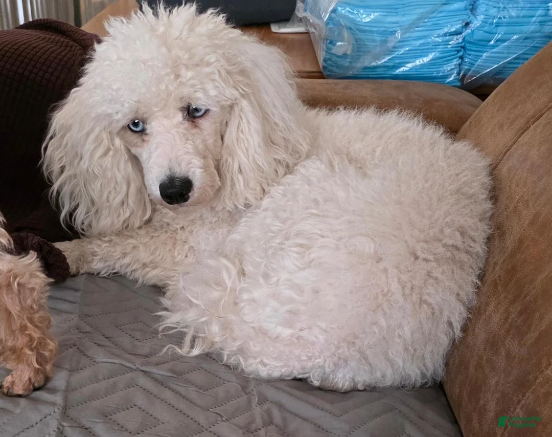 Miniature Poodle dogs for sale: Miniature Poodle 2 - Ad 1