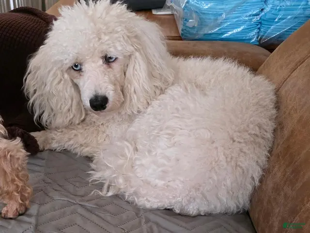 Miniature Poodle dogs for sale: Miniature Poodle 2 - Ad 1