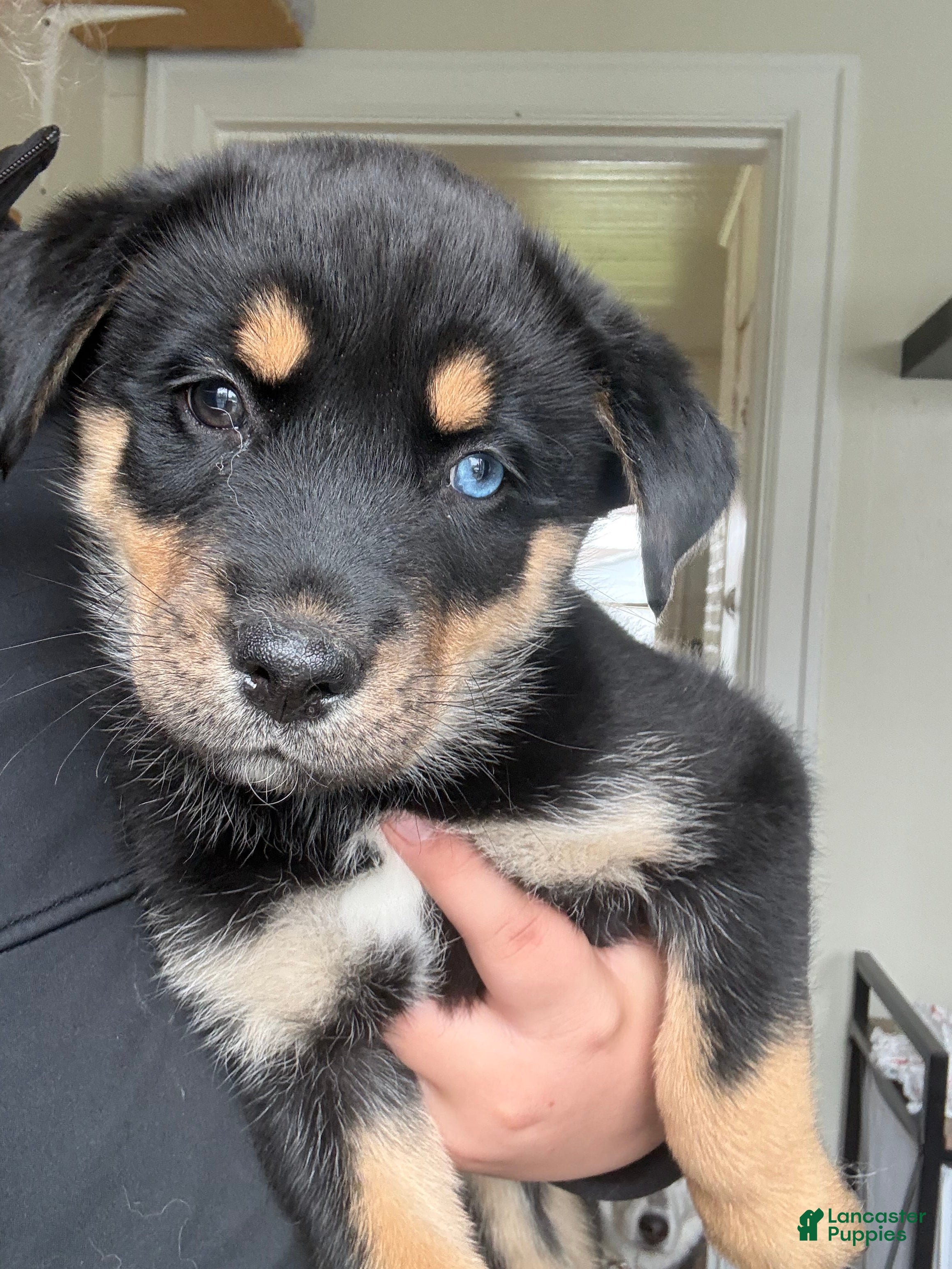 Mixed Breed dogs Rottsky Puppy 5 - Ad 1