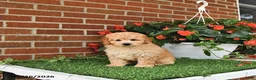 Toy Poodle dogs for sale: Oliver - Ad 4