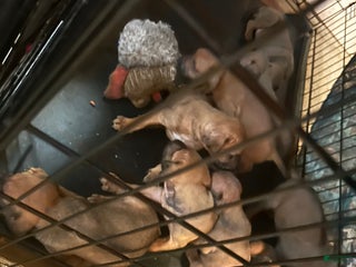 Rhodesian Ridgeback dogs Rhodesian Ridgeback Puppy 6 - Ad 22