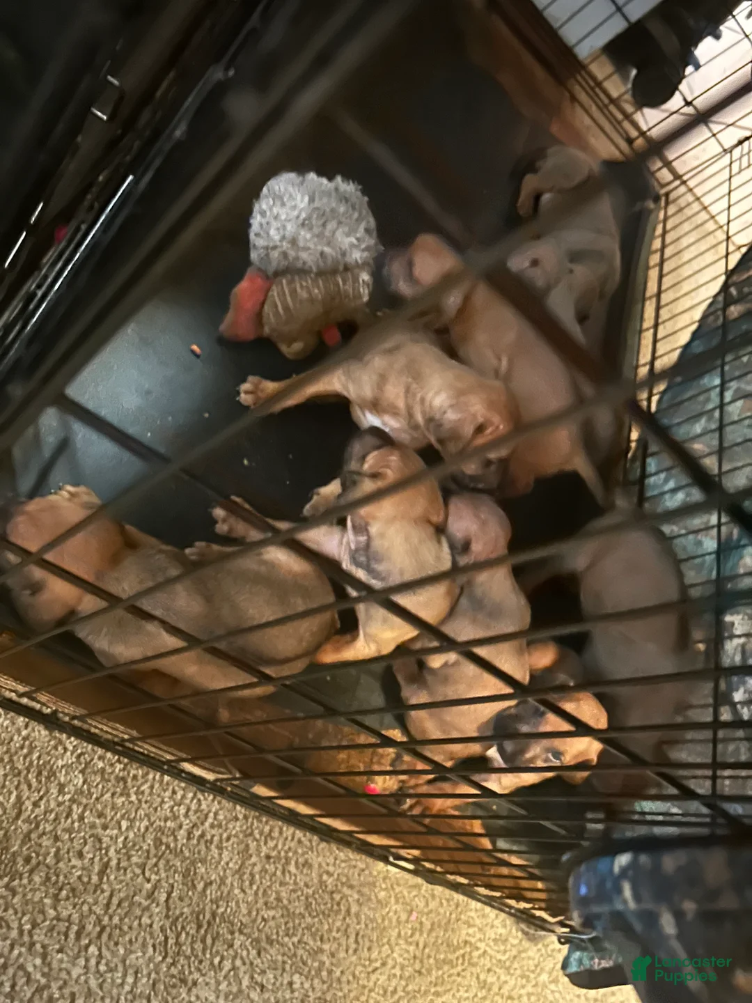 Rhodesian Ridgeback dogs for sale: Rhodesian Ridgeback Puppy 1 sky blue collar - Ad 13