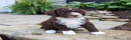 Mixed Breed dogs for sale: Flare - Ad 5