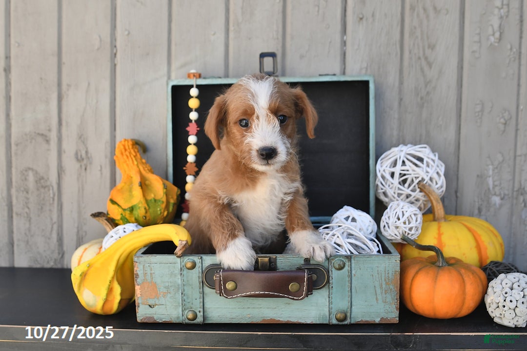 Mixed Breed dogs for sale: Terry - Ad 2