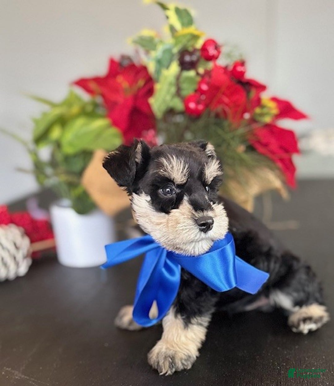Miniature Schnauzer dogs for sale: Teddy - Ad 4