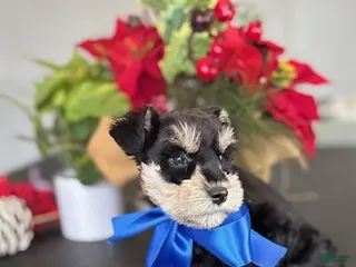 Miniature Schnauzer dogs Teddy - Ad 5