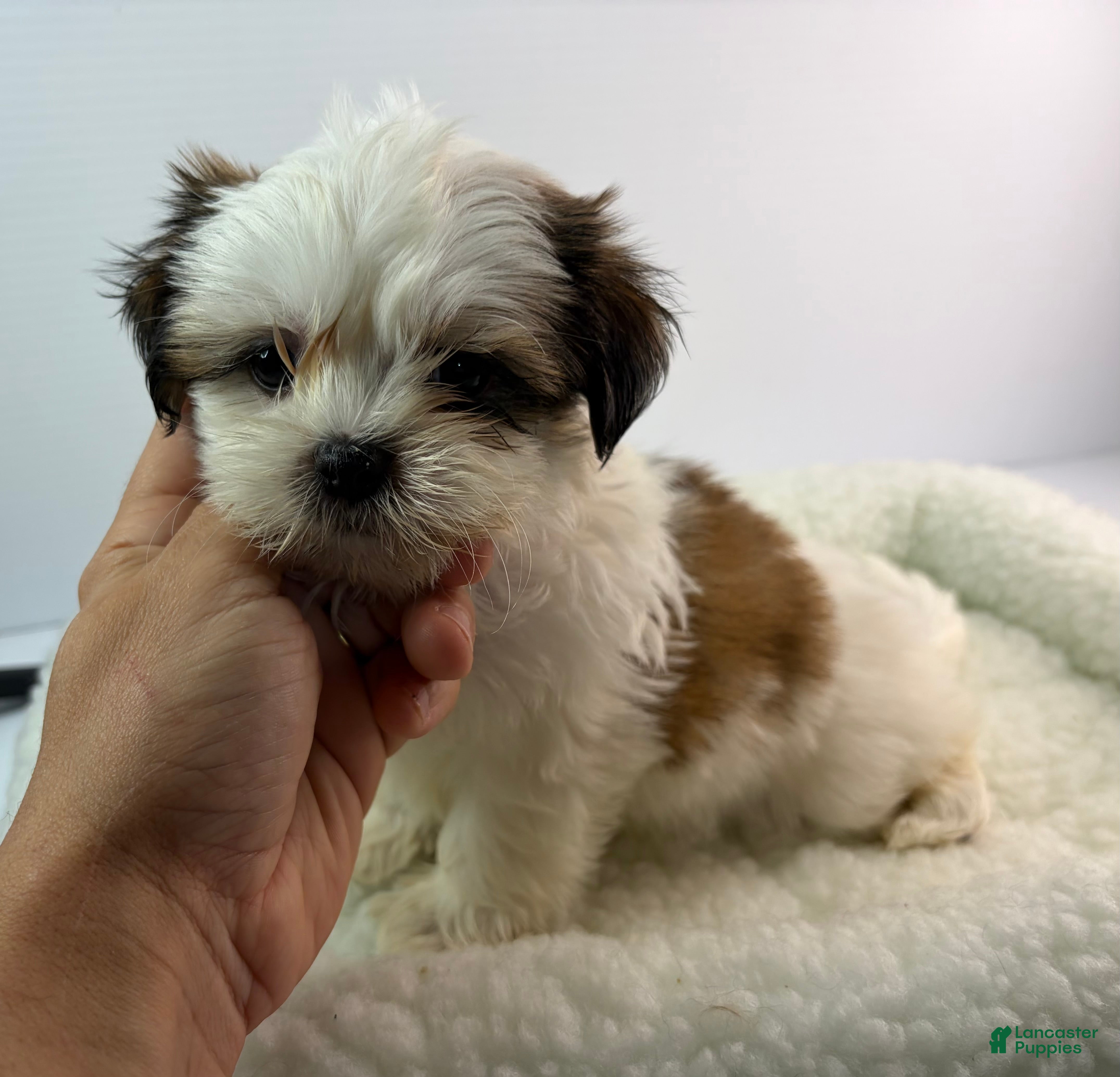Mixed Breed dogs Uno - Ad 9