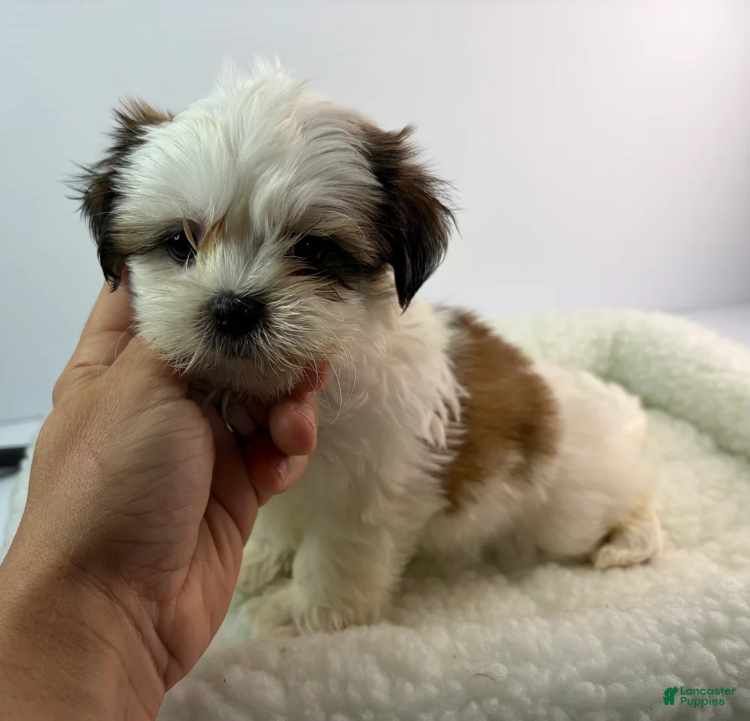 Mixed Breed dogs for sale: Uno - Ad 1