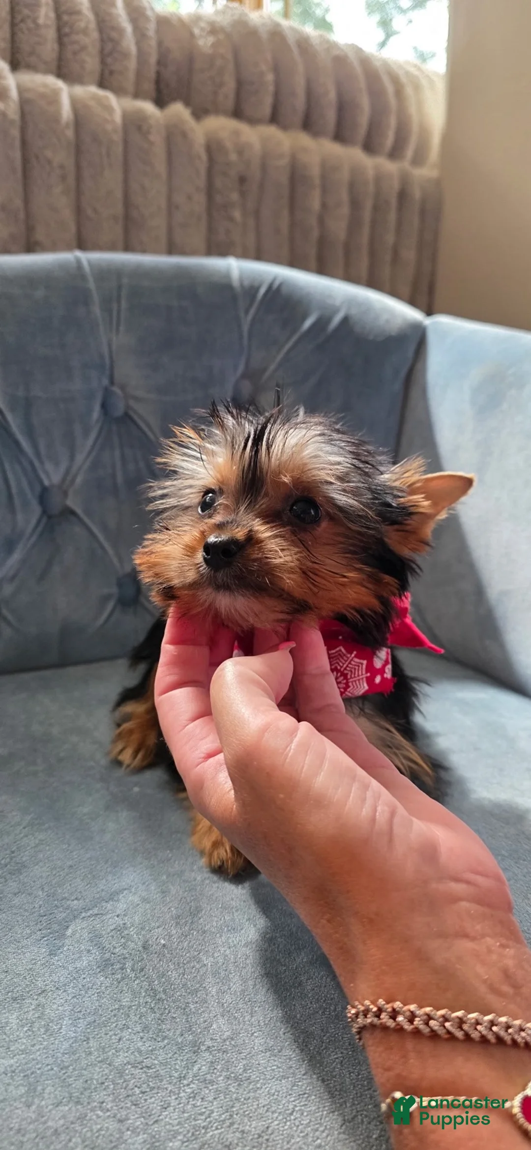 Yorkshire Terrier dogs for sale: Yorkshire Terrier 1 - Ad 1