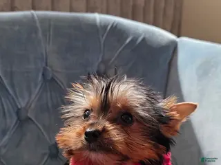 Yorkshire Terrier dogs Yorkshire Terrier 1 - Ad 20