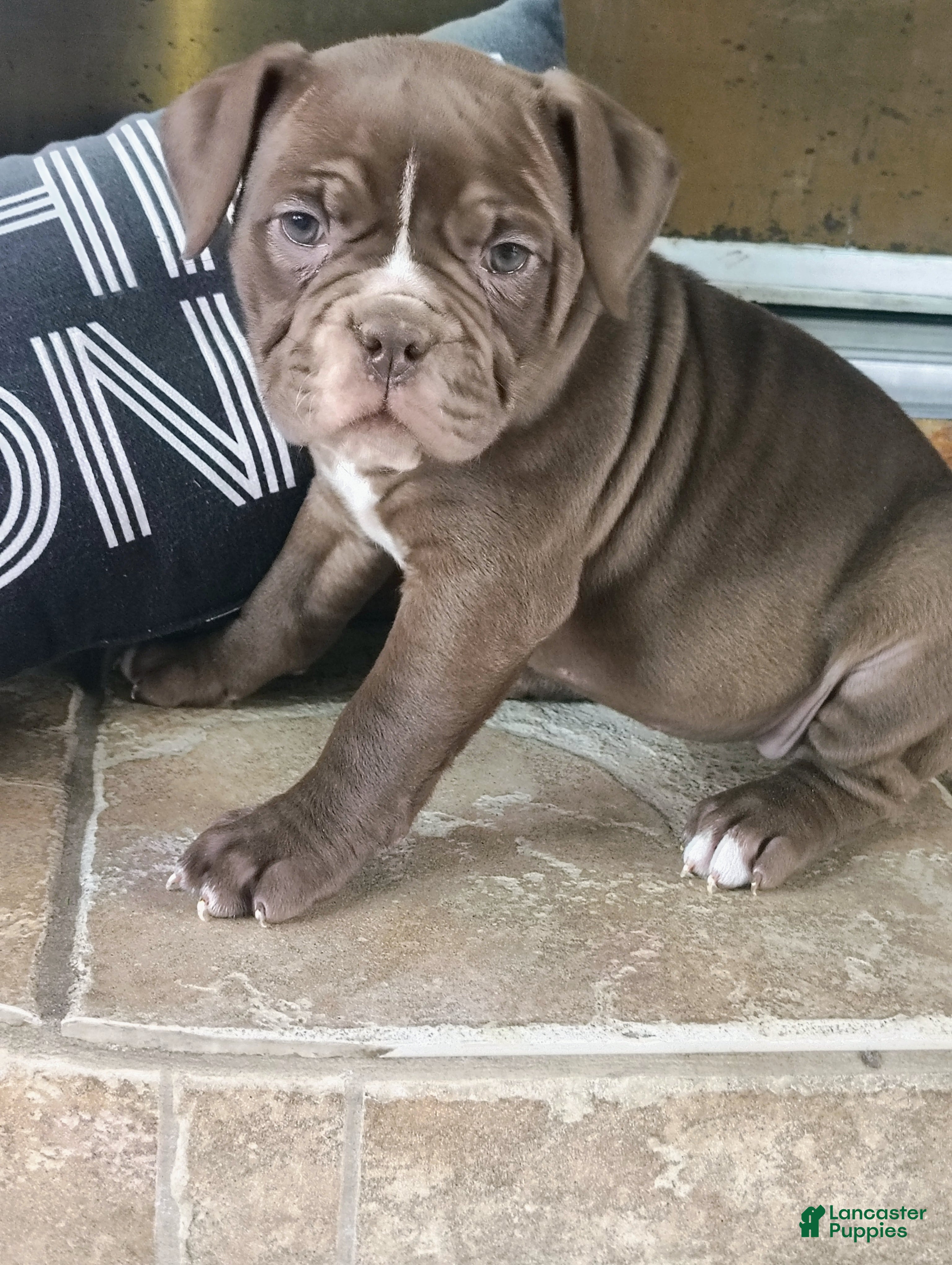 Olde English Bulldogge dogs Midnight  - Ad 29