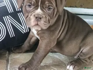 Olde English Bulldogge dogs Midnight - Ad 16