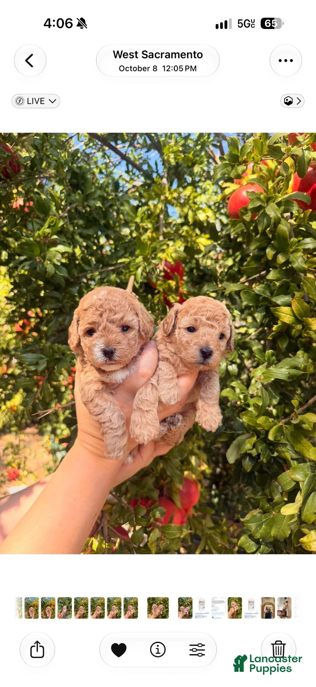 Toy Poodle dogs for sale: Toy Poodle 1 - Ad 2