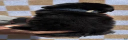 Bernese Mountain Dog dogs for sale: Denim - Ad 5