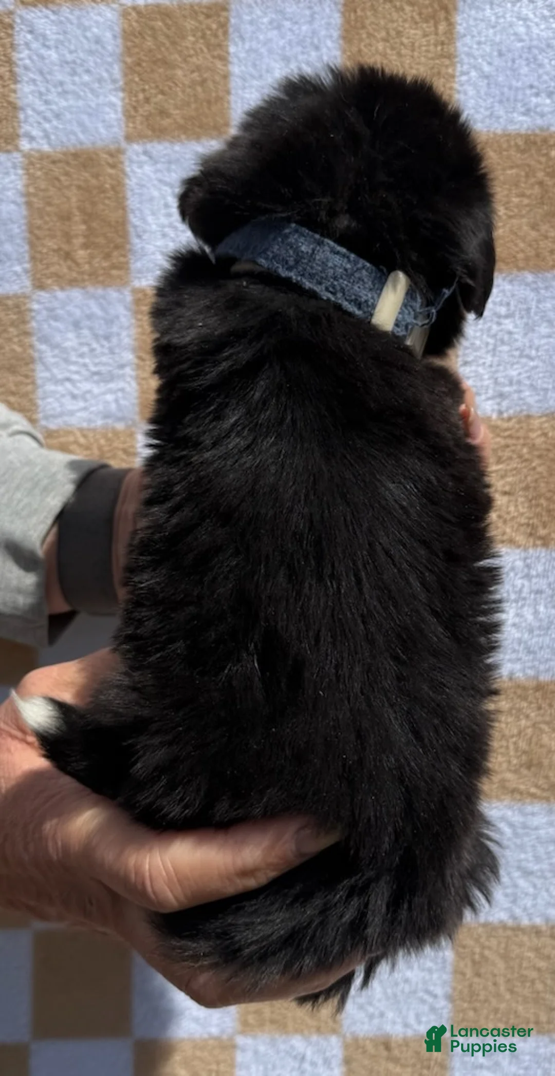 Bernese Mountain Dog dogs for sale: Denim - Ad 5