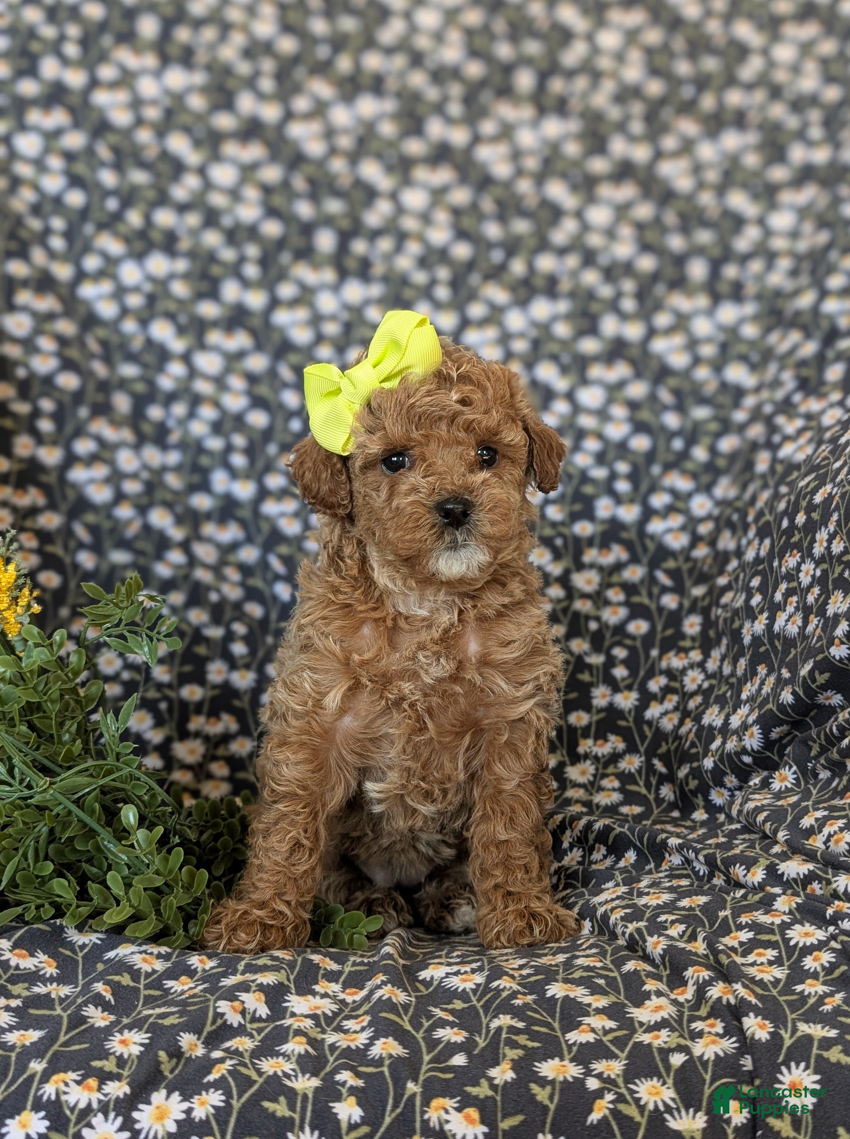 Cockapoo dogs Jayden Hypoallergenic - Ad 2