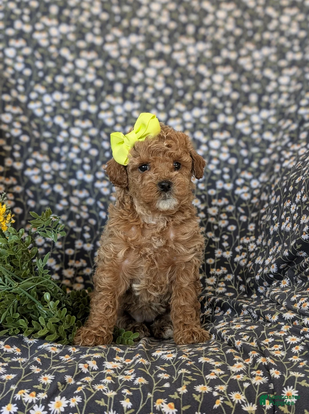 Cockapoo dogs for sale: Jayden Hypoallergenic - Ad 2
