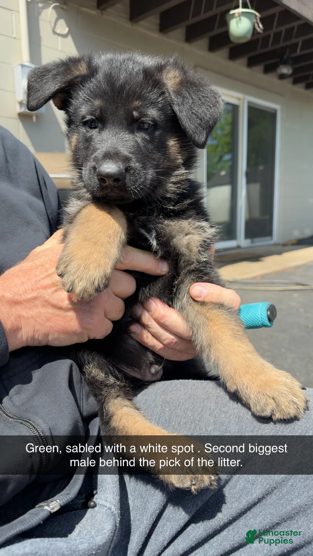 German Shepherd dogs for sale: German Shepherd Puppy 6 - Ad 1