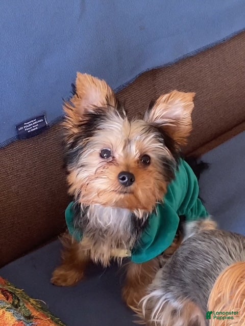 Yorkshire Terrier dogs Coco - Ad 2