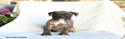 Boxer dogs for sale: Rascal - Ad 5