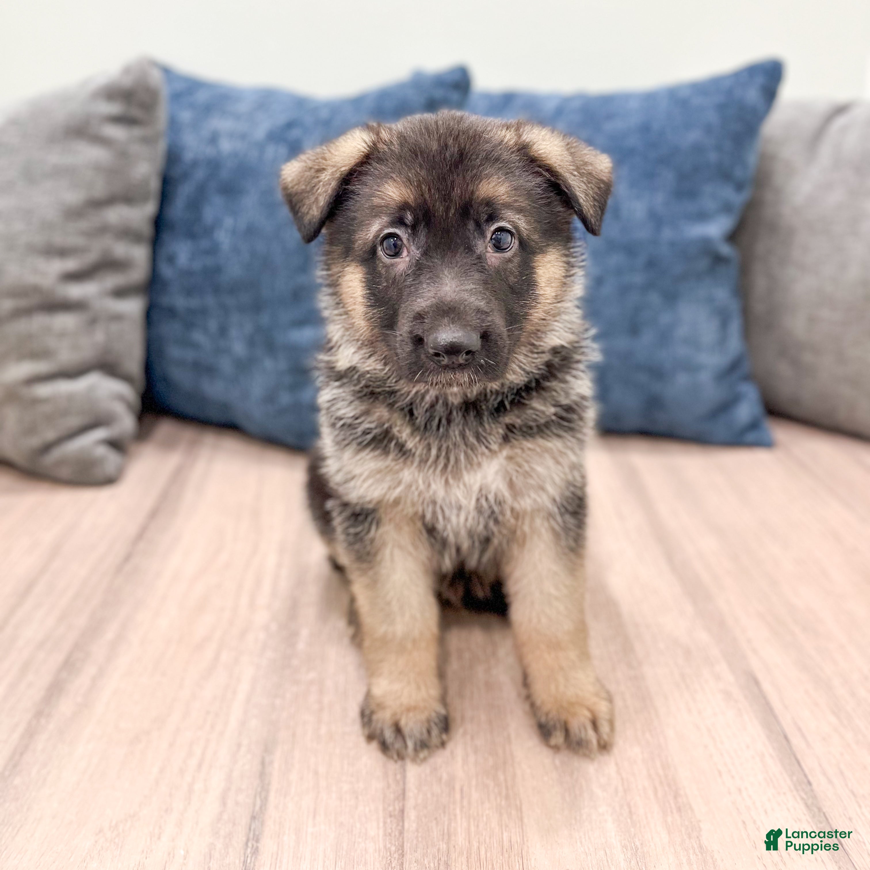 German Shepherd dogs Kalvin - Ad 1