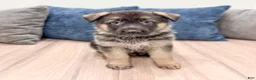German Shepherd dogs for sale: Kalvin - Ad 1