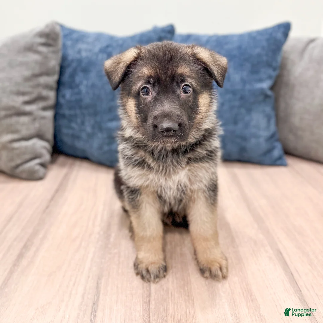 German Shepherd dogs for sale: Kalvin - Ad 1
