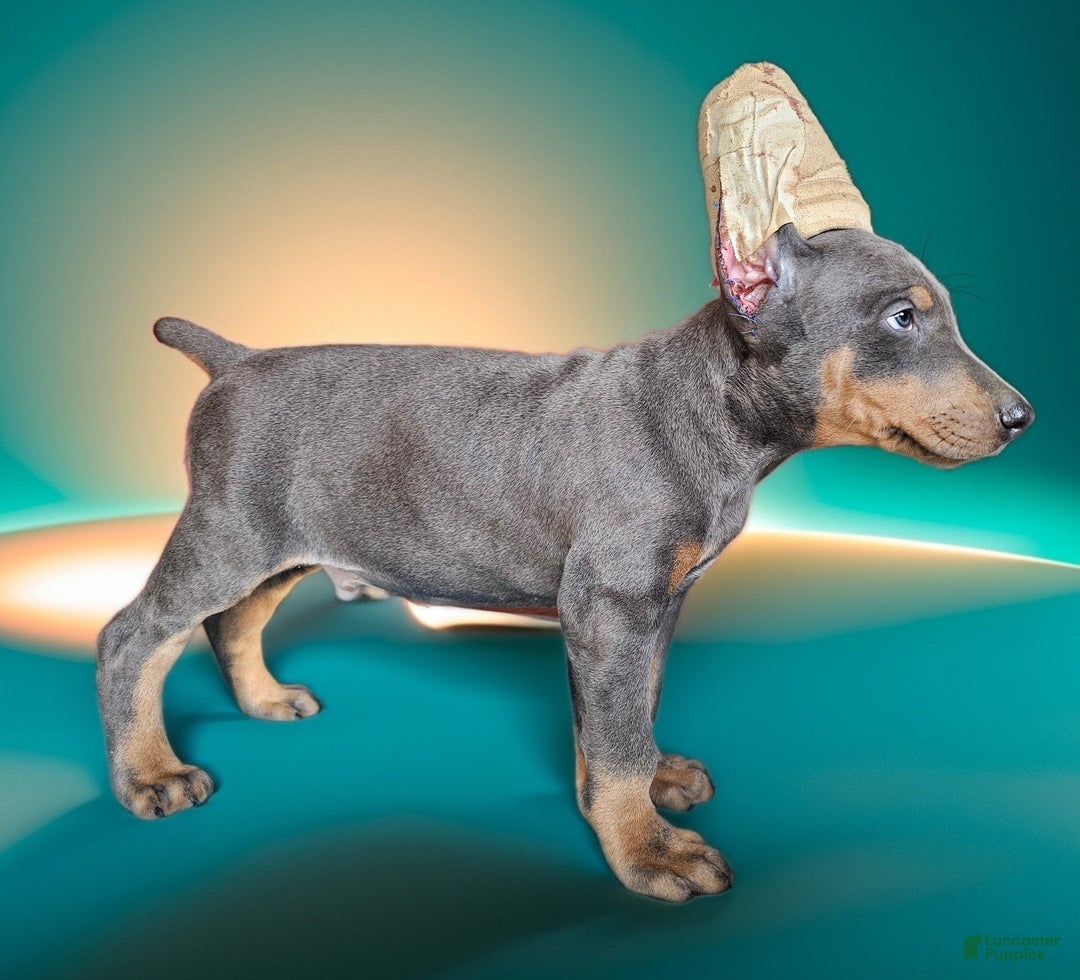 Doberman Pinscher dogs for sale: Blue boy  - Ad 1