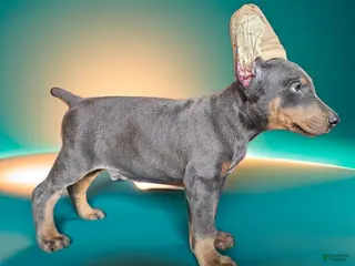 Doberman Pinscher dogs Blue boy - Ad 25