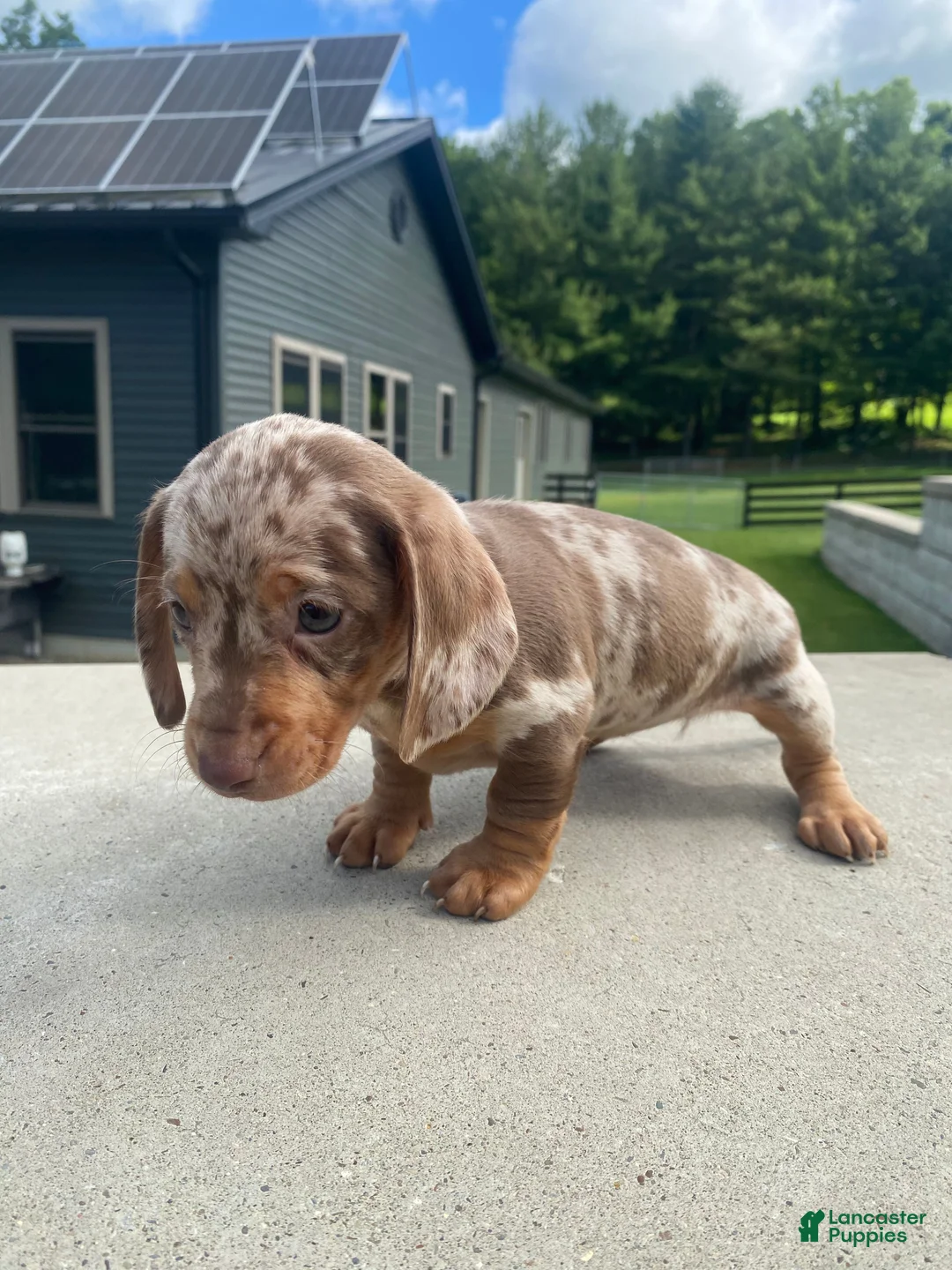 Miniature Dachshund dogs for sale: Dolly - Ad 10