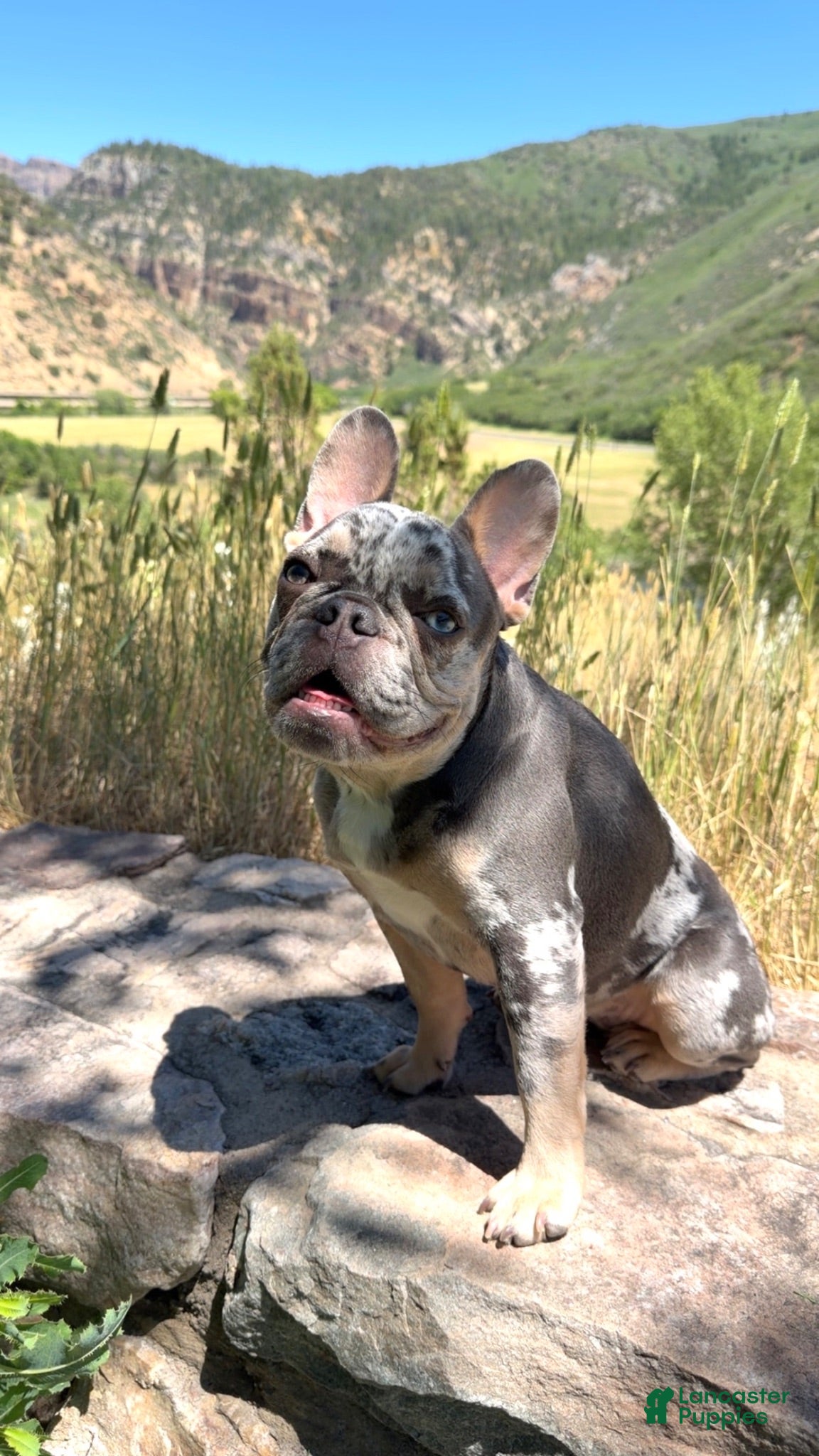 French Bulldog dogs French Bulldog 1 - Ad 41