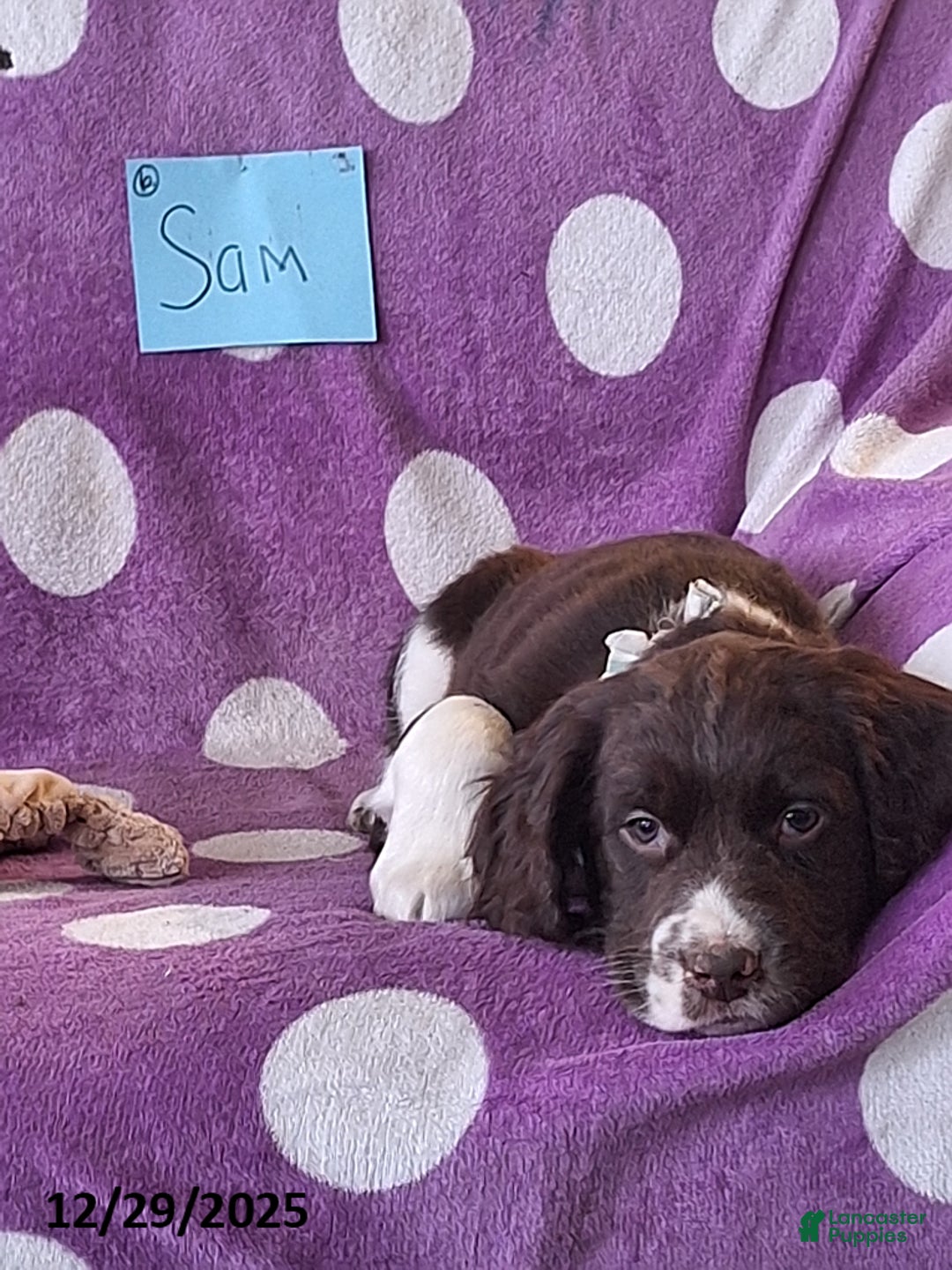 English Springer Spaniel dogs for sale: Sam - Ad 4