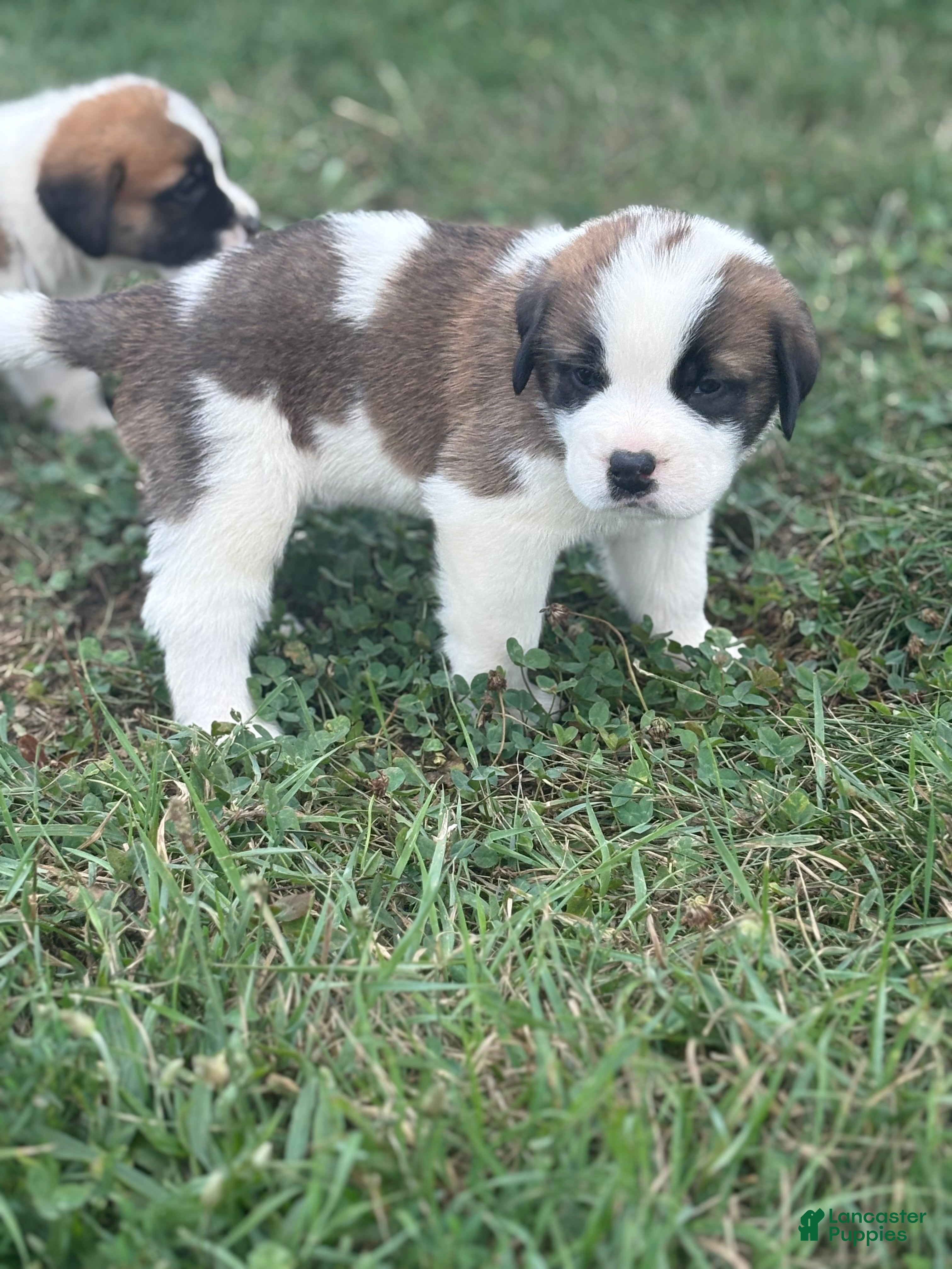 Saint Bernard dogs Zuma  - Ad 1